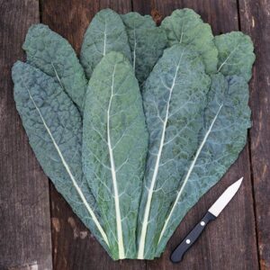 Brassica oleracea Lacinato Heirloom Kale Seeds