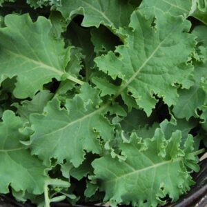 Brassica oleracea Vates Heirloom Kale Seeds