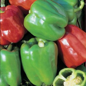 Pepper, Bell Capsicum annuum 'New Ace'