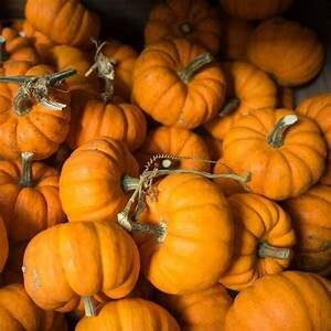 Pumpkin Cucurbita pepo 'Jack Be Little'