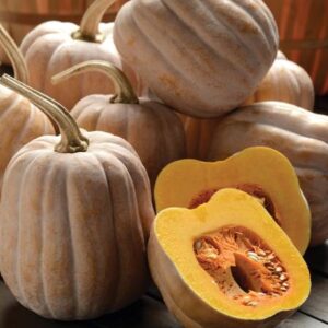 Squash, Winter Cucurbita pepo 'Autumn Frost'
