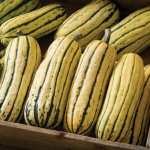 Squash, Winter Cucurbita pepo 'Bush Delicata'