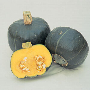 Squash, Winter Cucurbita pepo 'Buttercup'
