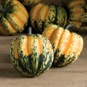 Squash, Winter Cucurbita pepo 'Carnival'
