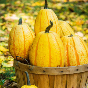 Squash, Winter Cucurbita pepo 'Sugaretti'