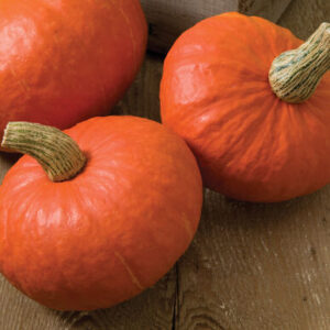 Squash, Winter Cucurbita pepo 'Kobocha Sunshine'