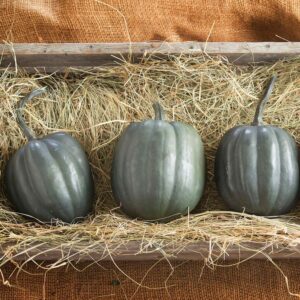 Squash, Winter Cucurbita pepo 'Acorn Taybell'