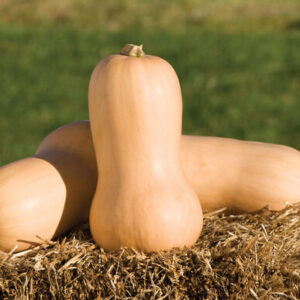 Squash, Winter Cucurbita pepo 'Waltham Butternut'