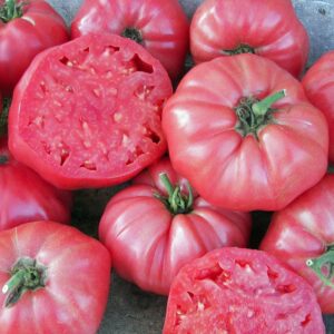 Tomato, Heirloom Solanum lycopersicum 'Genuwine Brandywine'