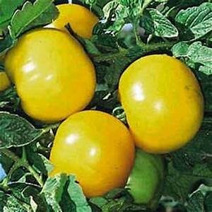 Tomato, Slicer Solanum lycopersicum 'Lemon Boy'