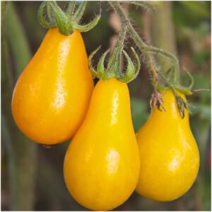 Tomato, Grape Solanum lycopersicum 'Yellow Pearl'