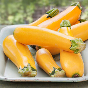 Squash, Zucchini Cucurbita pepo 'Easy Pick II Yellow'