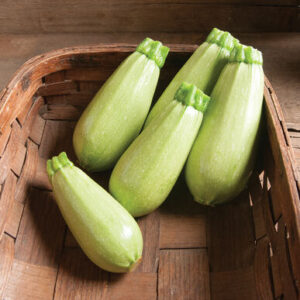 Squash, Zucchini Cucurbita pepo 'Magda'