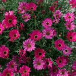 Dark Pink