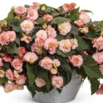 Blush Rose