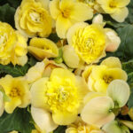 Primrose