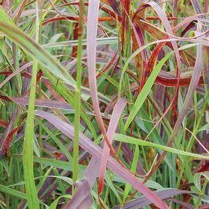 Ruby Ribbons™ Switch Grass