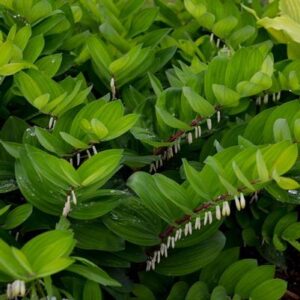 Ruby Slippers Solomon's Seal