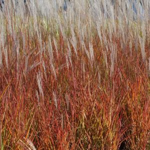 Red Leaved Miscanthus