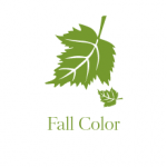 Fall Color