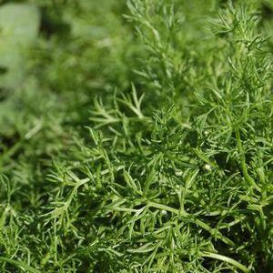 Chamomile