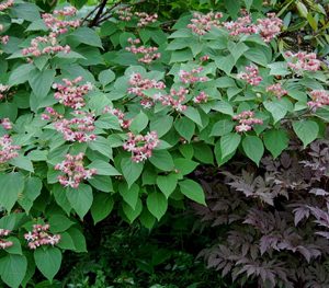 Harlequin Glorybower