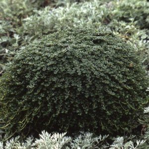 Thyme Elfin