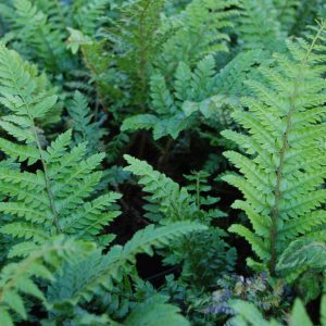 Japanese Tassel Fern