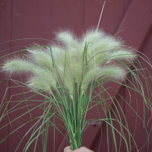 Pennisetum villosum Grasses Feathertop