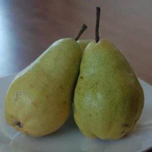 Pear Bartlett Dwarf