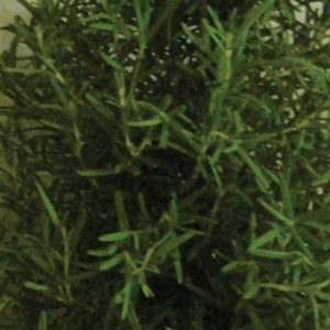 Rosemary Salem