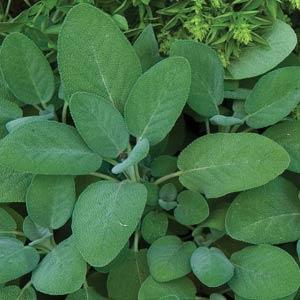 Sage
