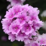 Pink BiColor