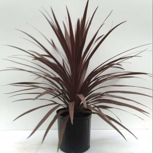 Cordyline Red Star