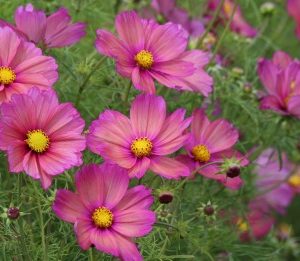 Cosmos Xsenia