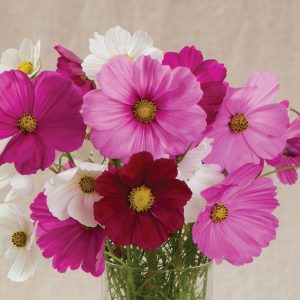 Cosmos Sonata Mix
