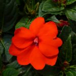 Electric Orange