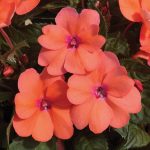 Pink Coral