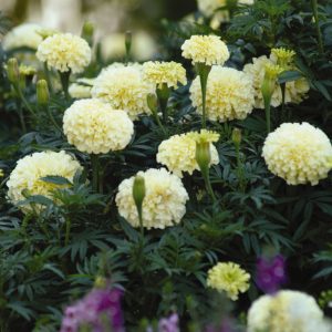 Marigold Vanilla