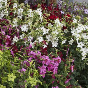 Nicotiana Perfume Blue