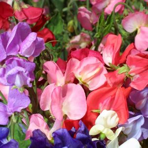 Sweet Pea Mammoth Mix