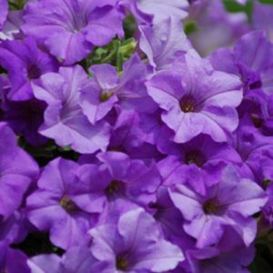 Petunia Surfinia Series