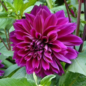 Dahlia Thomas Edison