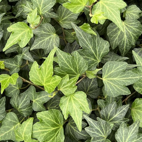 Hedera Shamrock