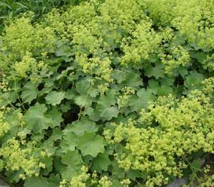 Lady's Mantle