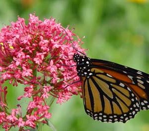 Red Valerian
