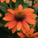 Adobe Orange