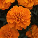 Deep Orange