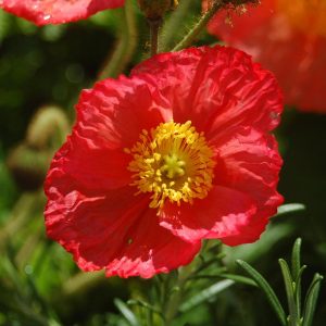 Champagne Bubbles Pink Iceland Poppy
