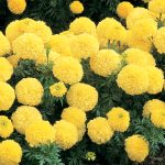 Primrose